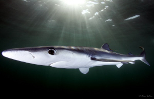 Last but not least: A Blue in the spot light ;) by Allen Walker 